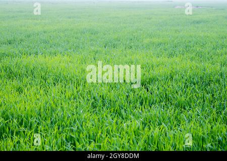 Junge Weizenpflanzen wachsen auf dem Boden, erstaunlich schöne endlose Felder von grünem Weizengras gehen weit bis zum Horizont. Stockfoto