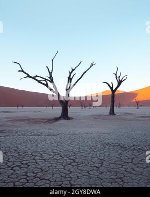 Tote Camelthorn Bäume bei Sonnenaufgang, Deadvlei, Namib-Naukluft National Park, Namibia, Afrika. Getrocknete Bäume in der Wüste Namib. Landschaftsfotografie Stockfoto