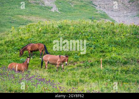 Zwei Pferde (Equus caballus) und ein Maultier auf einer Schweizer Alm Stockfoto