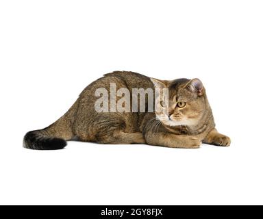 Erwachsene graue schottische gerade Chinchilla Katze liegt auf einem weißen isolierten Hintergrund, das Tier ruht Stockfoto
