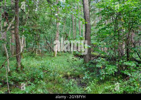 Misty Sonnenaufgang morgen im Laubwald mit alten Erlen, Bialowieza, Polen, Europa Stockfoto