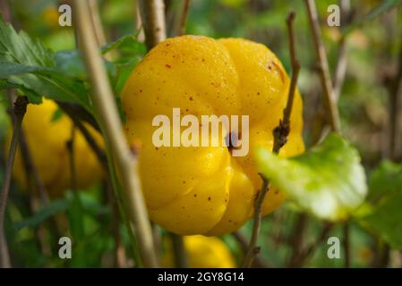 Frucht von Chaenomeles japonica, die japanische Quitte oder Maule-Quitte genannt Stockfoto