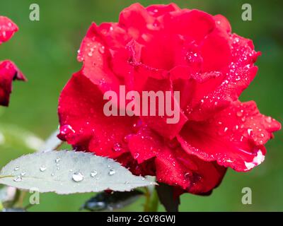 Blüte und Blatt der roten Rosenblüte mit Regentropfen aus nächster Nähe nach dem Sommerregen Stockfoto