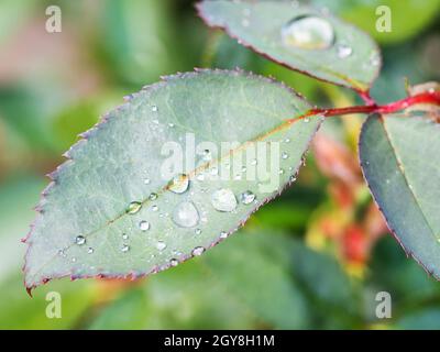 Wassertropfen auf dem grünen Blatt der Rosenblüte nach dem Sommerregen Stockfoto