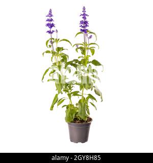 Blaue Salvia farinacea blüht im Topf isoliert auf weißem Hintergrund Stockfoto