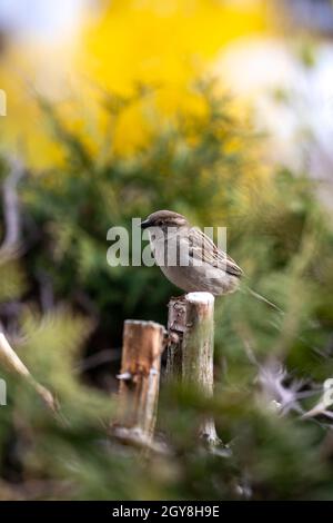 Nahaufnahme eines sitzenden Sperbling Stockfoto