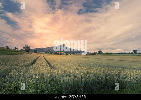 Blick über ein Weizenfeld auf den Hegauberg Hohenstoffeln, Baden-Württemberg, Deutschland Stockfoto