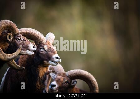 Große Mufflon Bucks, die in ihrem gewohnten europäischen Wald stehen Stockfoto