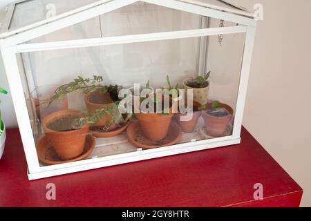 Kleines Gewächshaus, Terrarium für selbst Ökosystem Grünhaus Pflanzen, moderne Dekoration, bontanical wachsen drinnen mit Kopie Raum weiße Wand Stockfoto