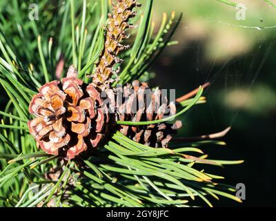 Natürlicher Kiefernkegel am Baum und Spinnweben aus der Nähe an sonnigen Tagen Stockfoto