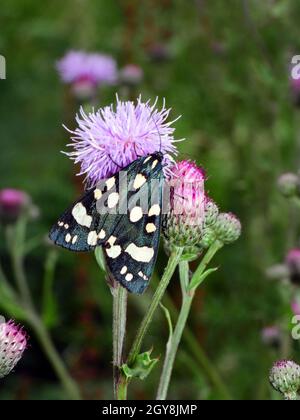 Schönbär, Callimorpha dominula, scharlachrote Tigertumte, Nachtfalter Stockfoto