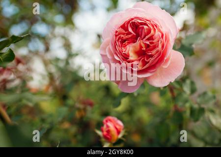 Rosa Rose Abraham Darby blüht im Sommergarten. Englisch Austin Selection Rosen Blumen. Nostalgische Form Stockfoto