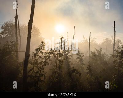 Sonnenstrahlen in Rauch über Himbeerplantage im Garten im Herbst Stockfoto