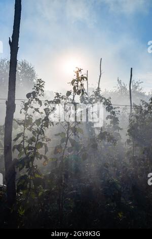 Sonnenstrahlen in Rauch über Himbeerbüschen im Garten im Herbst Stockfoto