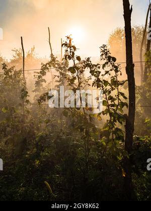 Sonnenstrahlen in Rauch über Himbeerpflanze im Garten im Herbst Stockfoto