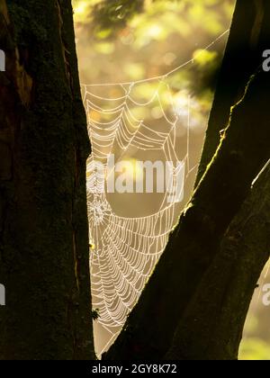 Tau auf Spinnennetzen in Redgrave, Suffolk, Großbritannien. Stockfoto