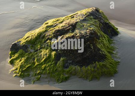 Grüner algenbedeckter Felsbrocken am Strand der Küste. Seealgen oder grünes Moos stecken auf Stein. Felsen mit grünen Algen im Meerwasser bedeckt. Stockfoto