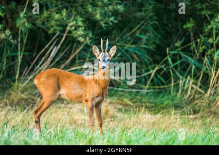 Reh-Hirschbock (Capreolus capreolus) auf der Wiese. Stockfoto