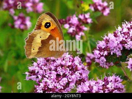 Großes Ochsenauge, Maniola jurtina, Tagfalter auf Thymian-Blüten Stockfoto