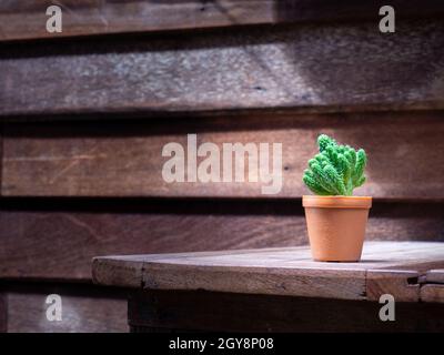 Kaktus in Holztöpfen auf dem Holztisch platziert Stockfoto