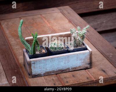 Kaktus in Holztöpfen auf dem Holztisch platziert Stockfoto