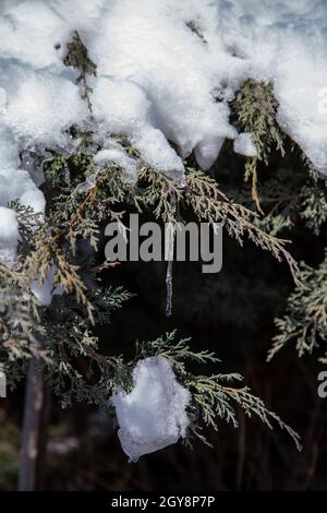 Wunderbare Eiszapfen, die im Winter am Ast eines Nadelbaums im Garten hängen Stockfoto