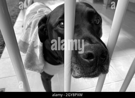 Ein schwarzer Labrador, der traurig hinter einem Zaun schaut Stockfoto