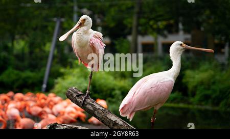 Schöne Aussicht auf zwei Rotlibensegel, die auf einem Zweig im Zoo von Dresden stehen Stockfoto