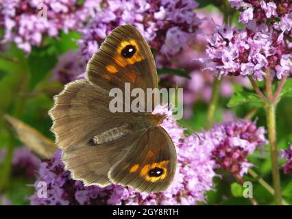 Großes Ochsenauge, Maniola jurtina, Weibchen, Tagfalter auf Thymian-Blüten Stockfoto