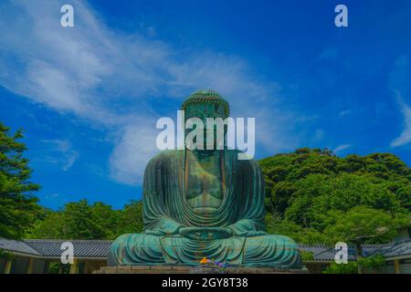 Frühsommer des Großen Buddha von Kamakura, der in frisches Grün gehüllt war. Aufnahmeort: Kamakura, Präfektur Kanagawa Stockfoto