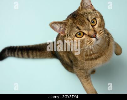 Erwachsene graue schottische gerade Chinchilla-Katze, Tier blickt nach oben in die Kamera, blauer Hintergrund Stockfoto