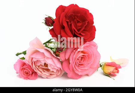 Blumenstrauß aus roten und rosa Rosen auf weißem Hintergrund, festlicher Blumenstrauß, Nahaufnahme Stockfoto