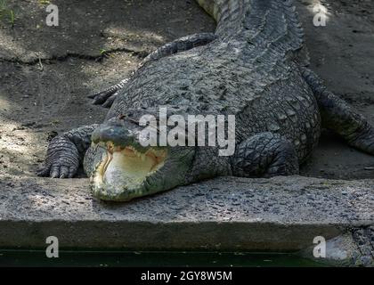 Voll offenes Krokodil, das in der Nähe eines Sees ruht Stockfoto