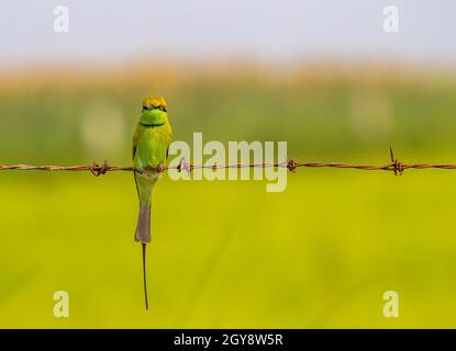 Ein grüner Bienenfresser, der auf einem Draht sitzt und in die Kamera schaut Stockfoto