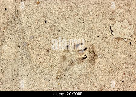 Hundepfote im Strandsand, Fußabdruck des Hundes. Nahaufnahme des Aufdrucks der Hundepfote auf trockenem Sand. Draufsicht, Makrofoto. Textur des natürlichen Hintergrunds für Design. Stockfoto