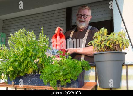 Mann wässern Kräuter auf dem Balkon an einem sonnigen Tag Stockfoto