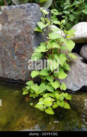 Herzförige Houttuynie (Houttuynia cordata), Molchschwanz oder Eidechenschwanz, Kultivar am Gartenteich, Weilerswist, Nordrhein-Westfalen, Deutschlan Stockfoto