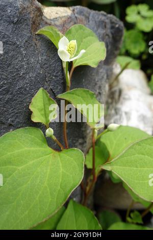 Herzförige Houttuynie (Houttuynia cordata), Molchschwanz oder Eidechenschwanz, Kultivar am Gartenteich, Weilerswist, Nordrhein-Westfalen, Deutschlan Stockfoto