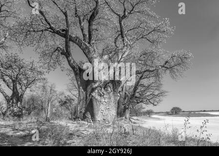 Alte Baobab-Bäume entlang Nxai Pan, Botswana Stockfoto