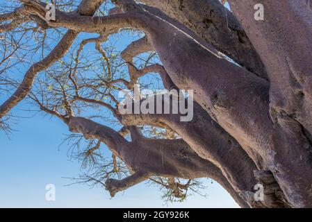 Alte Baobab-Bäume entlang Nxai Pan, Botswana Stockfoto