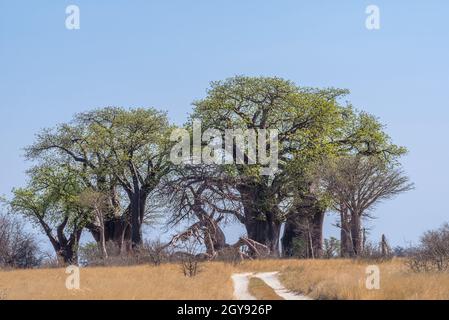 Alte Baobab-Bäume entlang Nxai Pan, Botswana Stockfoto