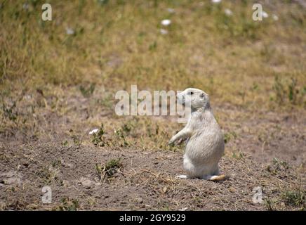 Entzückender junger weißer Präriehund, der auf seinen Hinterbeinen sitzt. Stockfoto