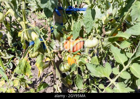 Tomatensträucher mit reifenden Früchten auf Pfosten im Hausgarten am sonnigen Sommertag Stockfoto