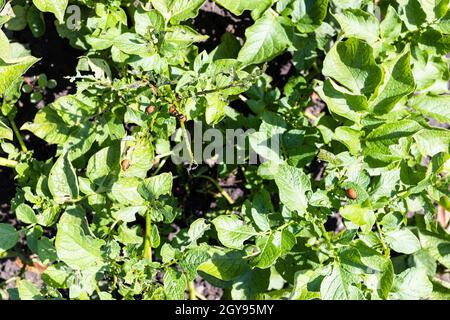 Larven von kartoffelkäfer aus colorado auf Kartoffelsträuchern im heimischen Garten am sonnigen Sommertag Stockfoto