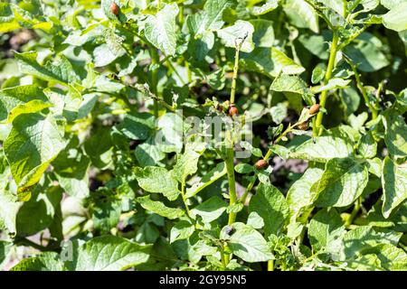 Larven von colorado Käfer auf Kartoffelplantage zu Hause Garten an sonnigen Sommertag Stockfoto