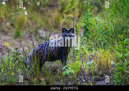 Marderhund (Nyctereutes procyonoides), eine ostasiatische Art, die in Europa eingeführt wurde, ist erwachsen. Stockfoto