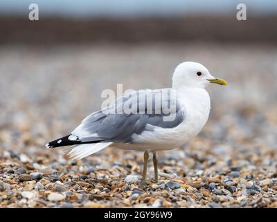 Eine Gemeine Möwe, Larus canus, am Strand in Cley am Meer; Norfolk; Großbritannien. Stockfoto