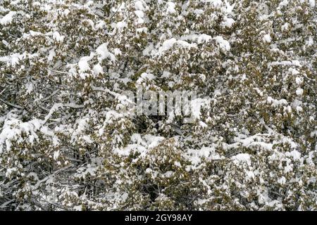 Frischer Schnee auf den Zweigen der Thuja. Die gefrorenen Nadeln des immergrünen Nadelbaumes thuja. Hintergrundbild Stockfoto