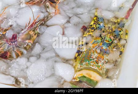 Krabben Hummer und andere ekelhafte Meeresfrüchte Thai-Küche auf dem Bangrak-Markt auf Koh Samui in Thailand. Stockfoto