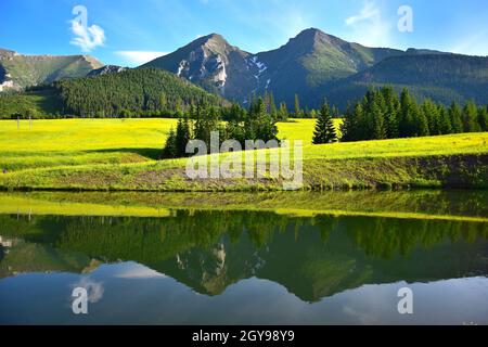 Die beiden höchsten Berge der Belianske Tatra, Havran und Zdiarska vidla, in der Abendsonne. Eine gelbe Blumenwiese und ein Teich davor. Stockfoto